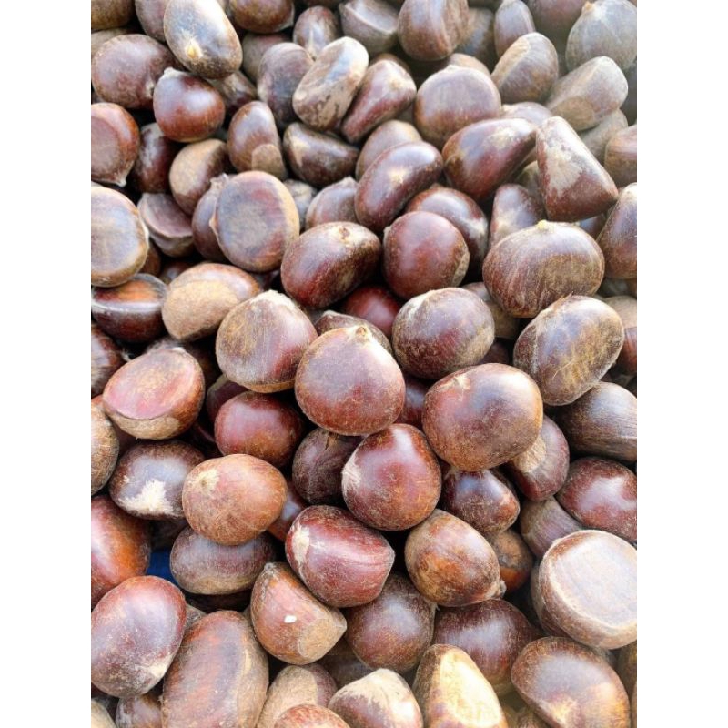 Hạt Dẻ Trùng Khánh Cao Bằng