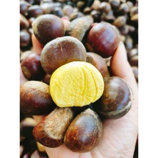 Hạt Dẻ Trùng Khánh Cao Bằng