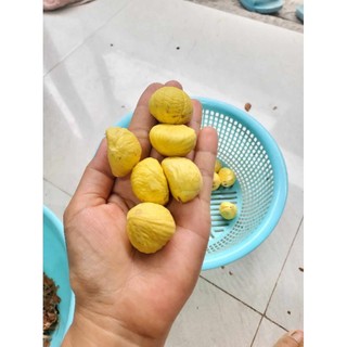 Hạt Dẻ Trùng Khánh Cao Bằng