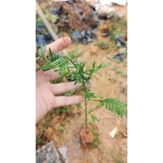 Cây giống thông đỏ