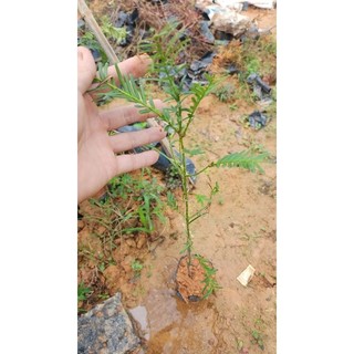 Cây giống thông đỏ