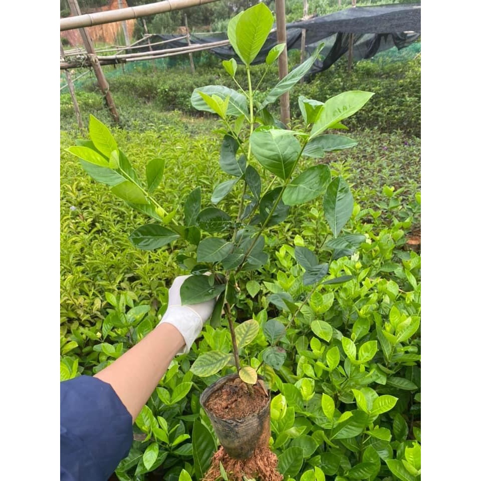 Bạch thiên hương