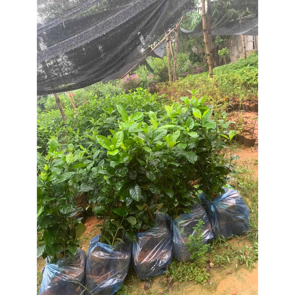 Bạch thiên hương