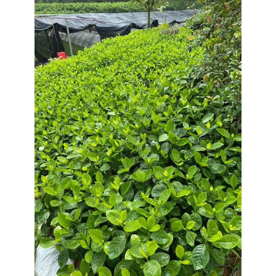 Bạch thiên hương