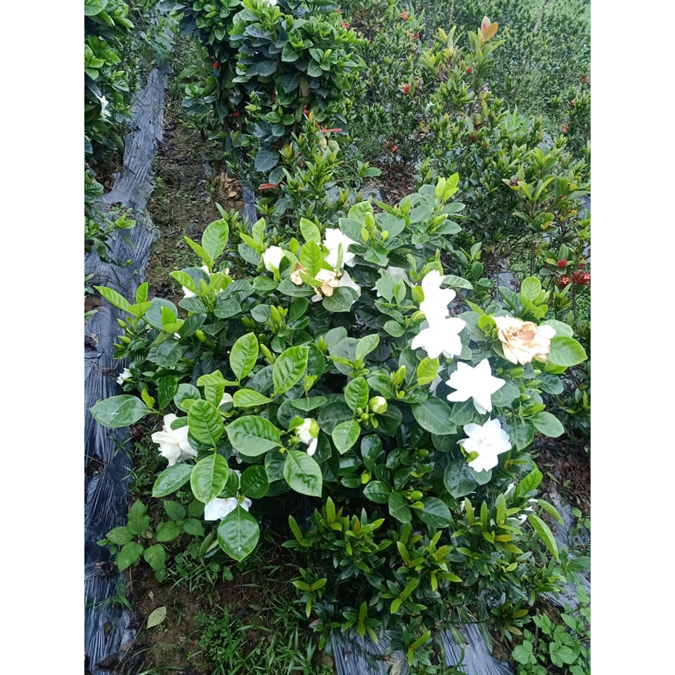 Bạch thiên hương