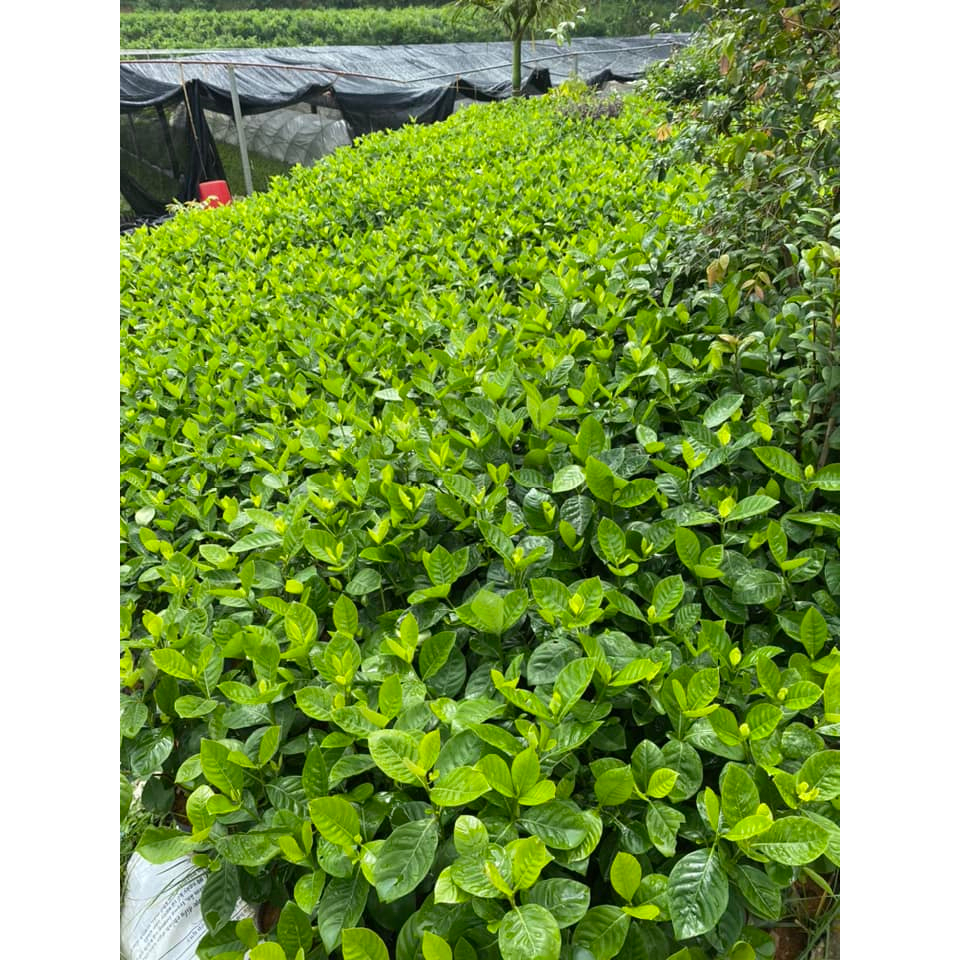 Bạch thiên hương