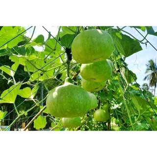 Hạt giống bầu hương thái lan 10 hạt