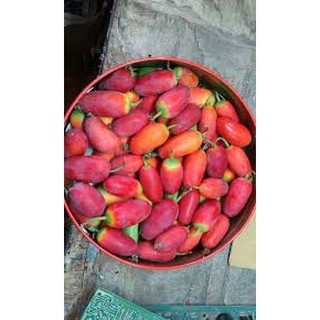 Hạt giống Cây Bình Bát Dây - gói 10 hạt