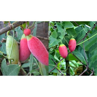 Hạt giống Cây Bình Bát Dây - gói 10 hạt