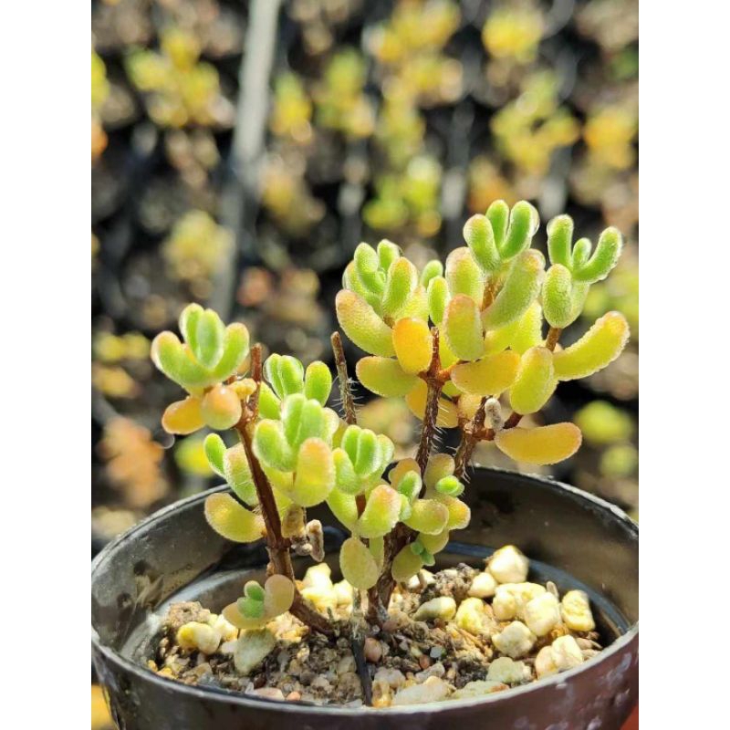 Dicrocaulon ramulosum