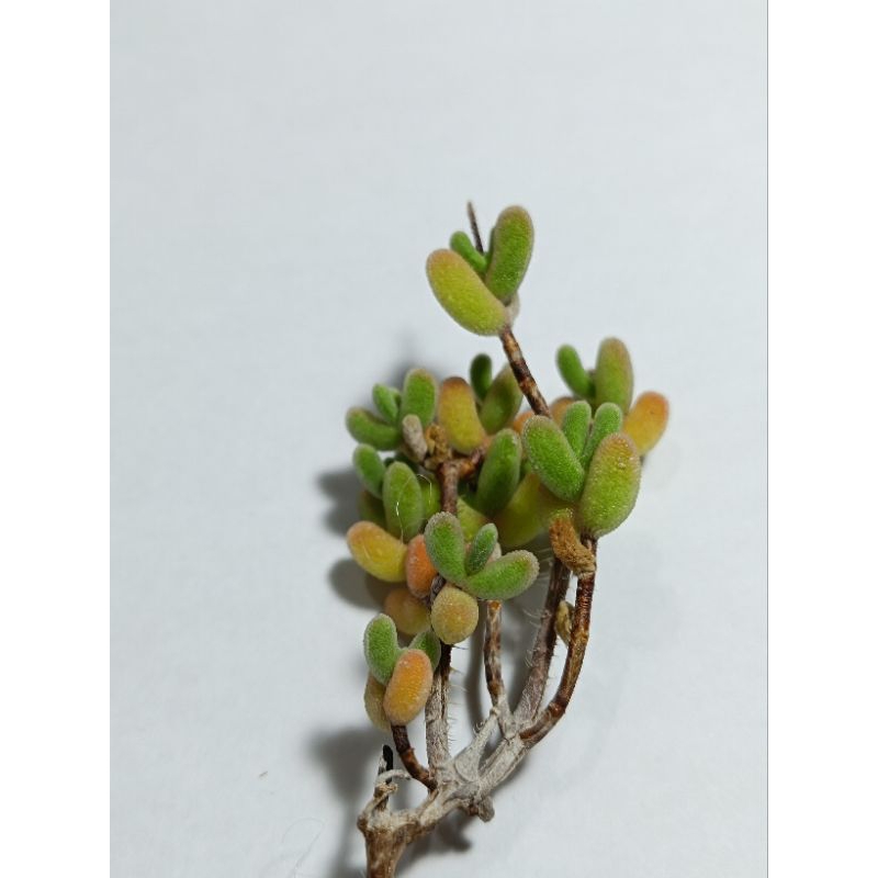 Dicrocaulon ramulosum