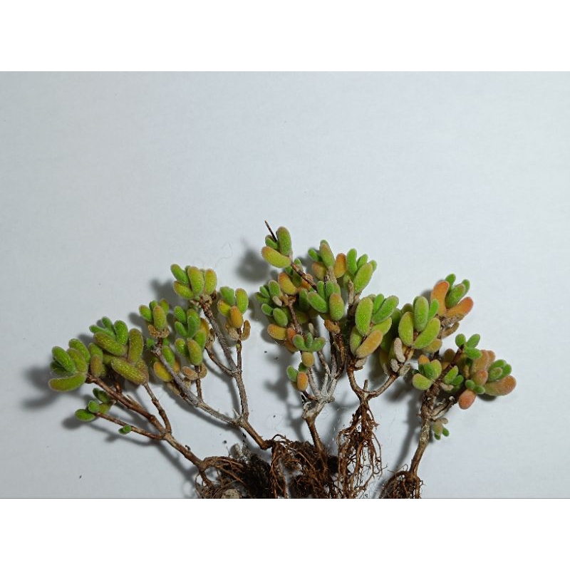 Dicrocaulon ramulosum