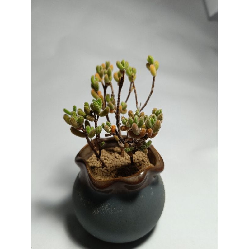 Dicrocaulon ramulosum