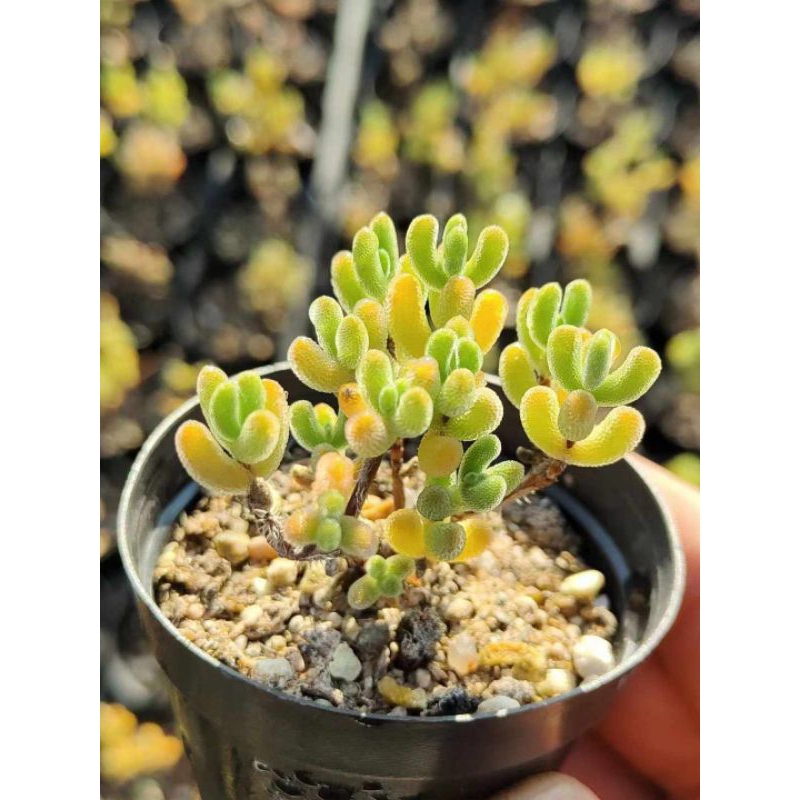 Dicrocaulon ramulosum