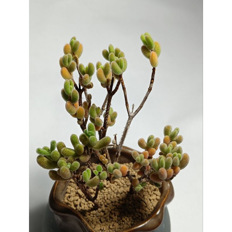 Dicrocaulon ramulosum