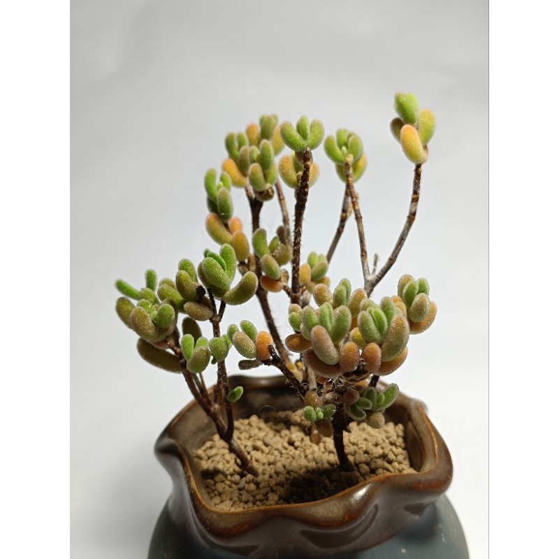 Dicrocaulon ramulosum