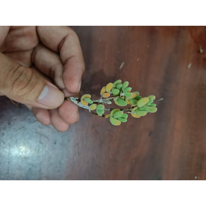 Dicrocaulon ramulosum