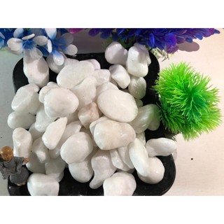 1kg sỏi trắng trang trí bể cá đẹp mắt size 2-3cm