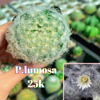 Xương rồng Plumosa