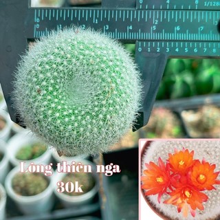 Xương rồng lông thiên nga 5cm