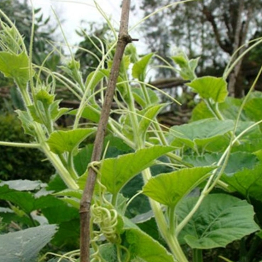 Hạt giống Bí siêu ngọn hàng chính hãng công ty đóng gói