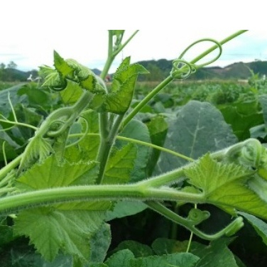 Hạt giống Bí siêu ngọn hàng chính hãng công ty đóng gói