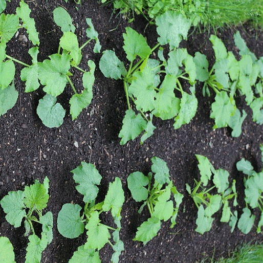 Hạt giống Bí siêu ngọn hàng chính hãng công ty đóng gói