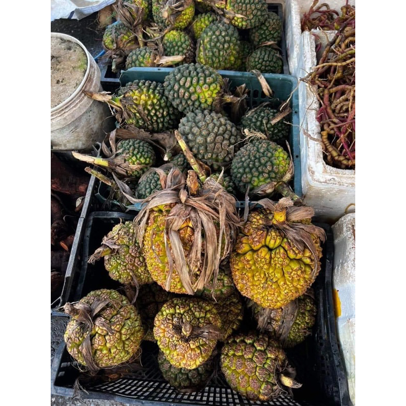 Quả Dứa Dại Rừng Tươi 1 kg