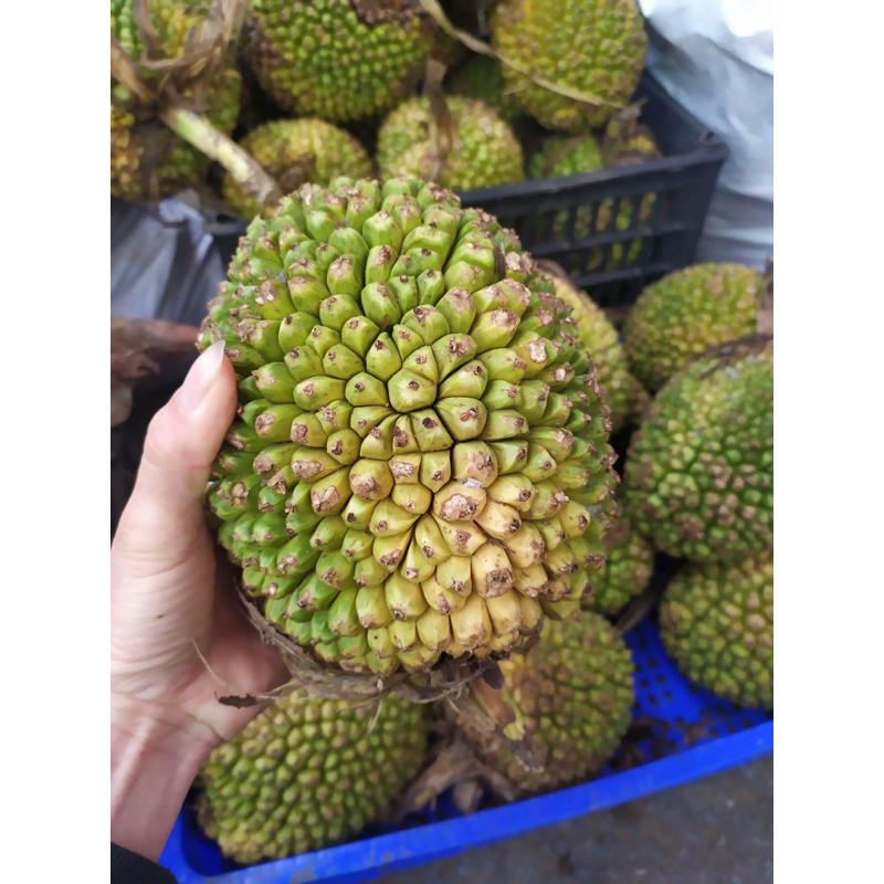 Quả Dứa Dại Rừng Tươi 1 kg