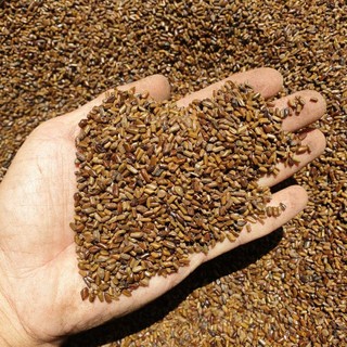 Hạt muồng 1kg