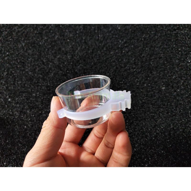 CÓNG TRẮNG QUAI RỜI CHIM HÚT MẬT