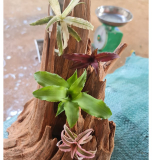 Dứa tiểu phụng, dứa mini nhiều màu, nam mỹ chuyên dụng settup bể terarium, bán cạn, tiểu cảnh, gắn lũa