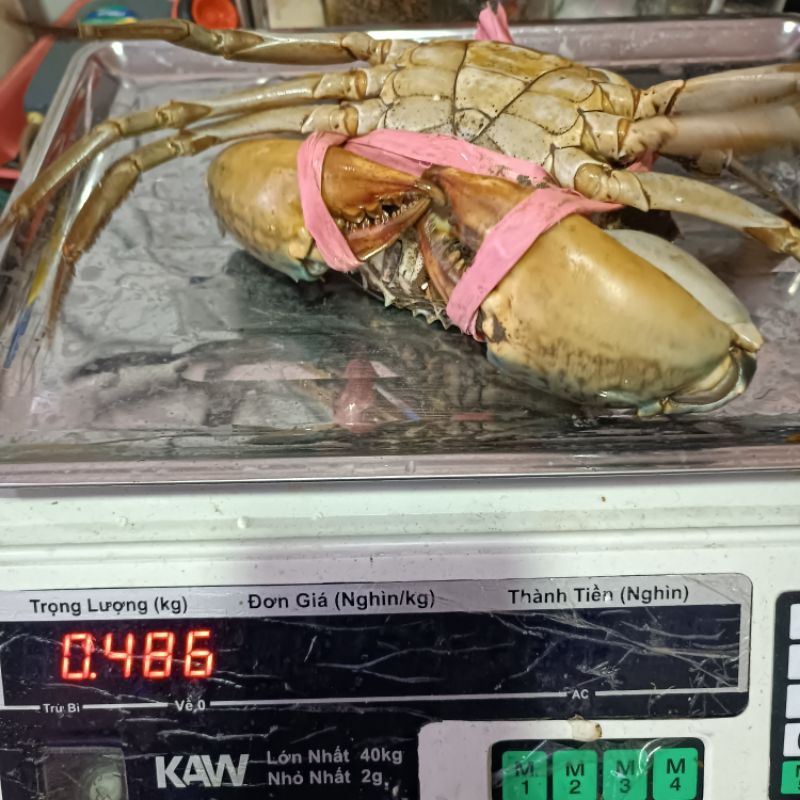 CUA BIỂN CON 450G