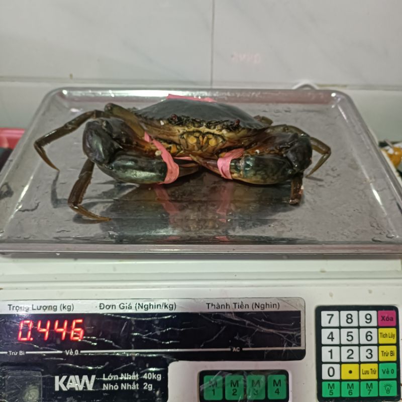 CUA BIỂN CON 450G