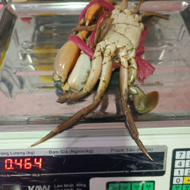 CUA BIỂN CON 450G