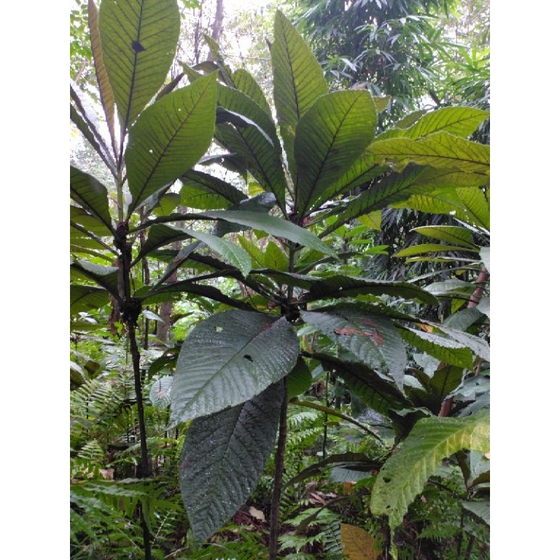 Lá khôi nhung tía