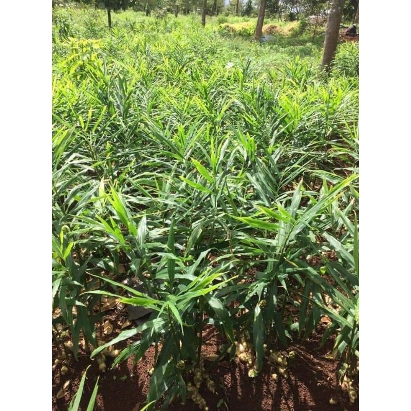 1kg trà Gừng Hòa Tan Đặc Sản Tây Nguyên thơm ngon nhà làm