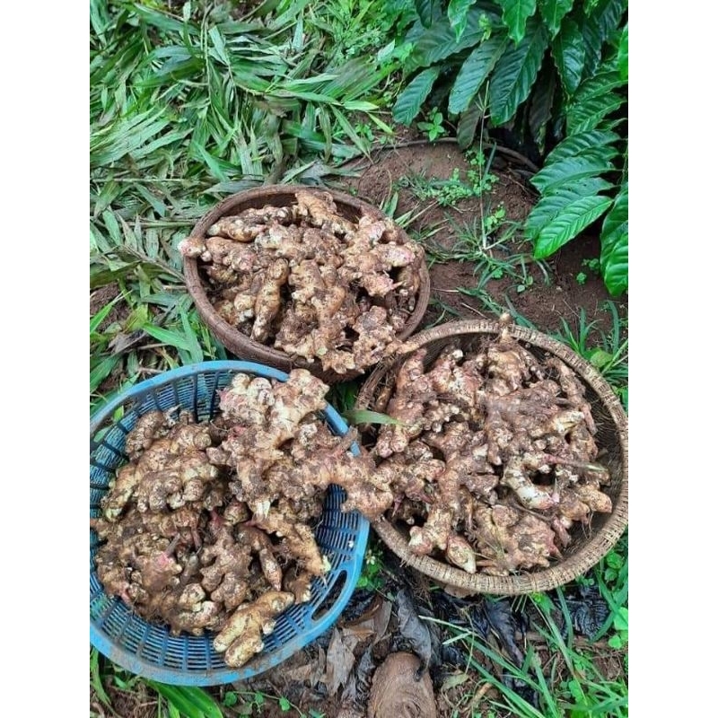 1kg trà Gừng Hòa Tan Đặc Sản Tây Nguyên thơm ngon nhà làm