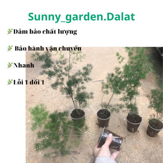Chậu ly tùng nho ( tùng gai)
