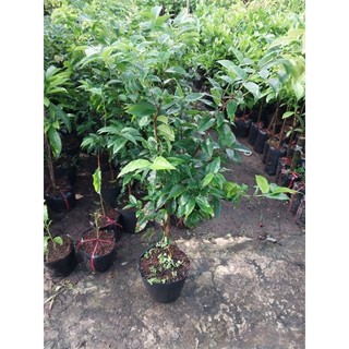 Cây nho thân gỗ 12 vụ