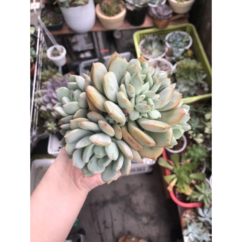 Sen đá má hồng l Xả đất khi gửi ạ