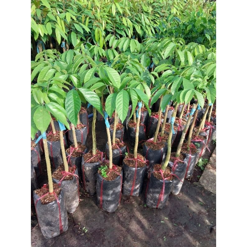 Cây giống Bòn bon thái