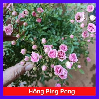 Chậu hoa hồng ngoại mini pingpong siêu đẹp - hoa hồng pingpong , hoa nhỏ siêu nụ - hoa cây cảnh