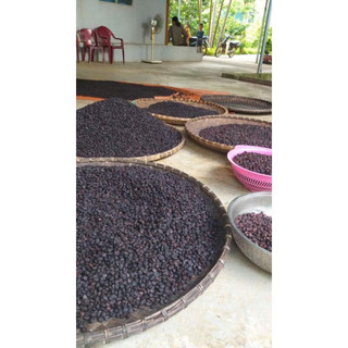 Hạt dổi nếp rừng 100g - 200g - 300g