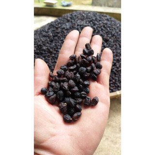 Hạt dổi nếp rừng 50g - 100g