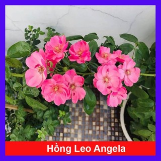 Hoa Hồng Leo Angela ( Hồng Chùm ) - hoa hồng leo Đức màu hồng cánh sen siêu đẹp - caykiengsadec