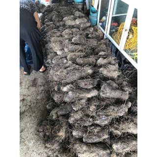 KHOAI MỠ tím đậm ú nu mới nhổ