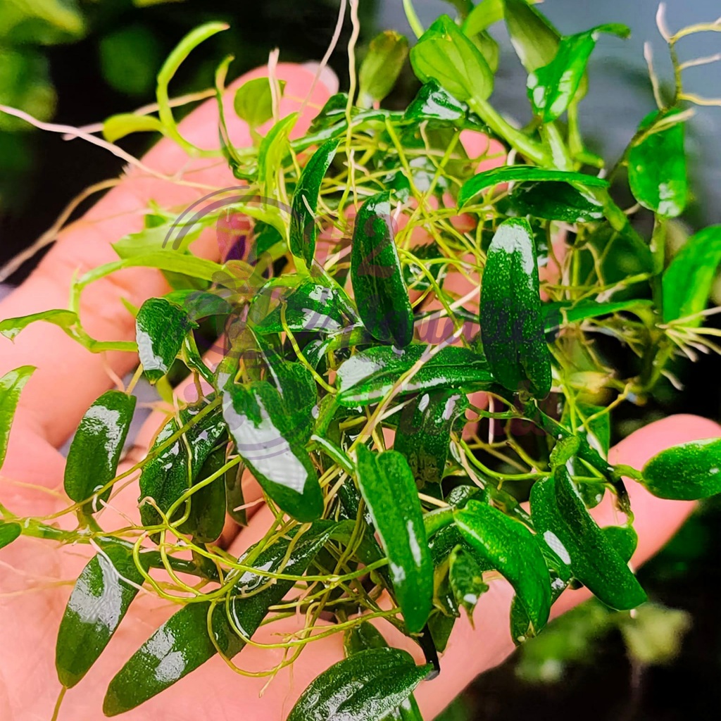 Cây ráy dây leo thủy sinh - Cây thủy sinh lá nước - H2 Aquatics