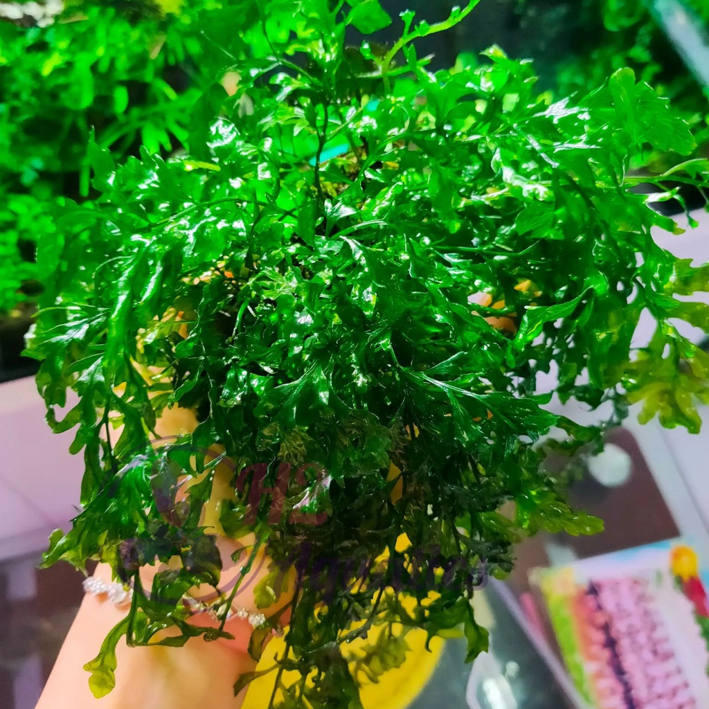 Cây thủy sinh Dương xỉ châu phi - Cây thủy sinh lá nước - H2 Aquatics