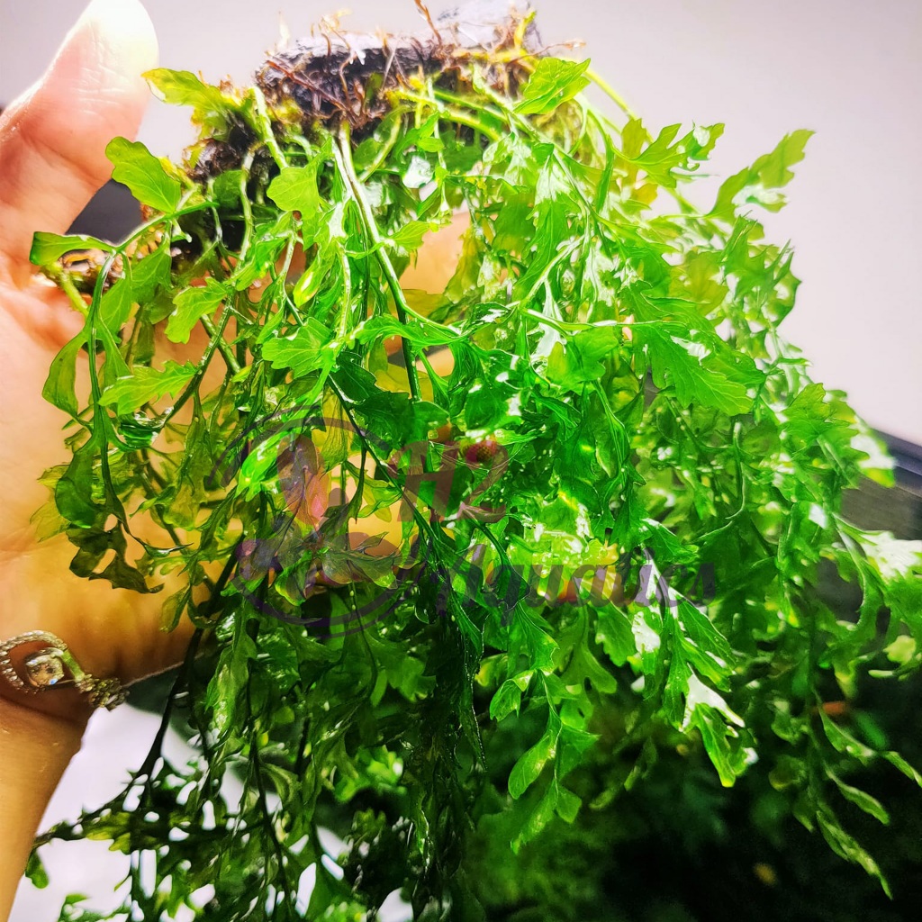 Cây thủy sinh Dương xỉ châu phi - Cây thủy sinh lá nước - H2 Aquatics